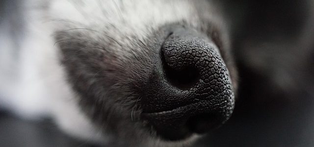 Chien renifleur de punaises de lit : détection sans faille !